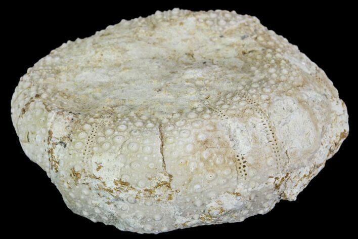 Bargain, Fossil Sea Urchin (Psephechinus) - Morocco #104516